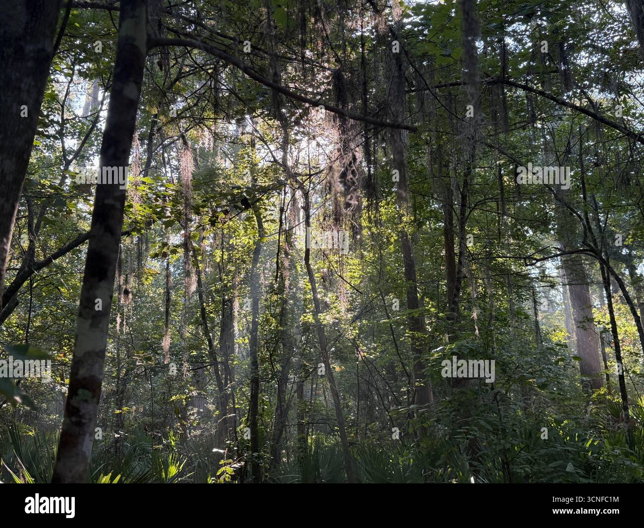 Morning sunlight through trees and spanish moss - Smartphone Captured Stock Image