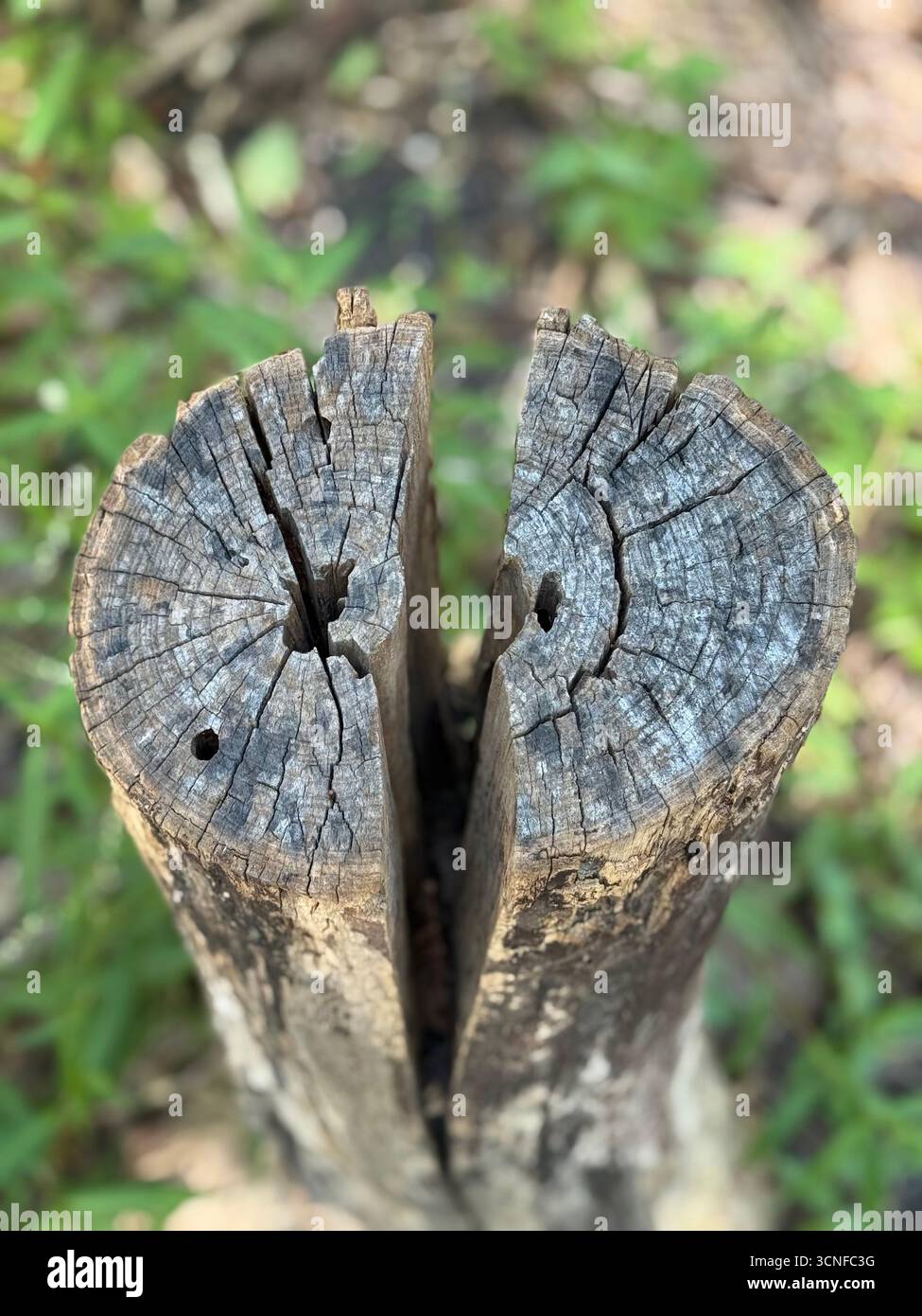 Naturally Split Log - Smartphone Captured Stock Image