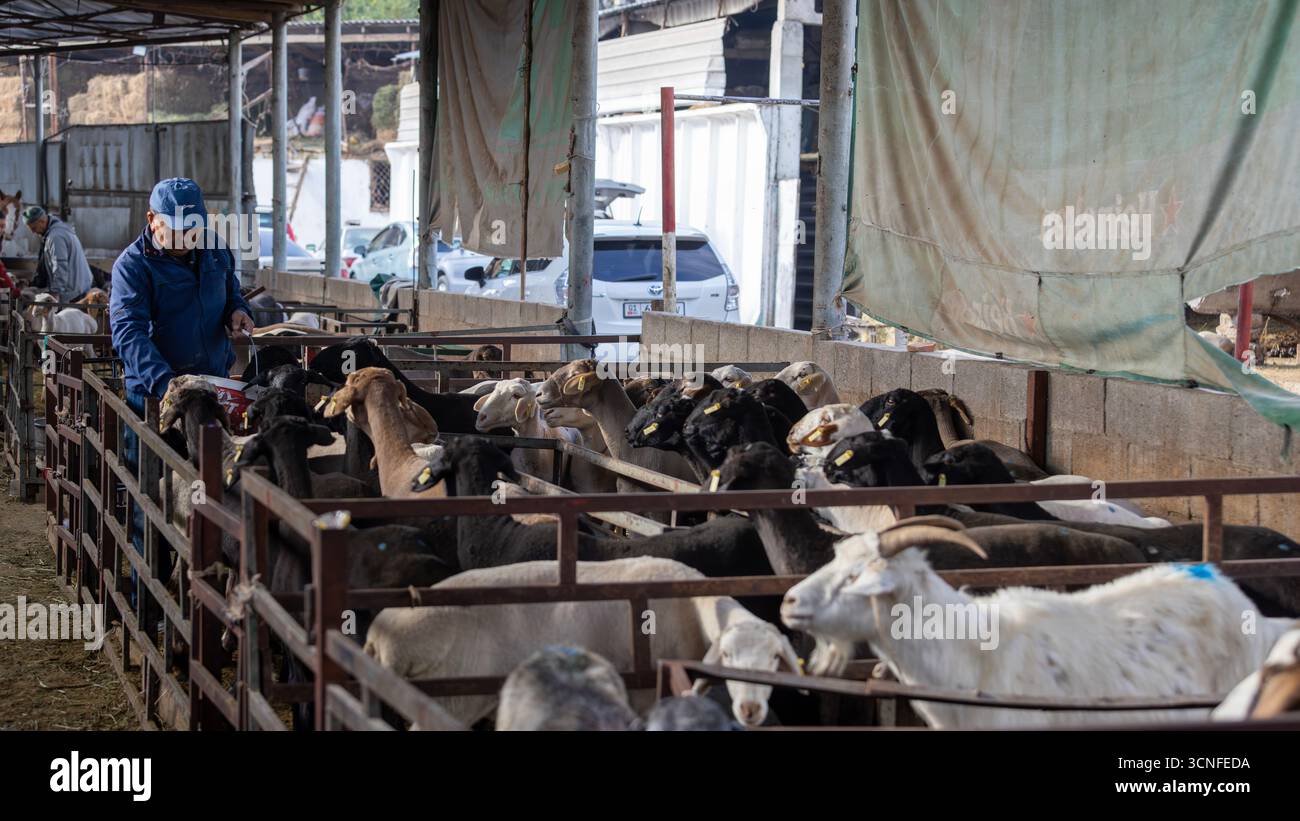 Tokmok, Kyrgyzstan October 6 2024: the unidentified buyer chose the goat for their own village. Stock Photo