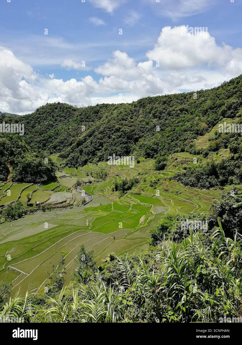 Rice Terraces of the Philippine Cordilleras, rice fields in Banaue ...