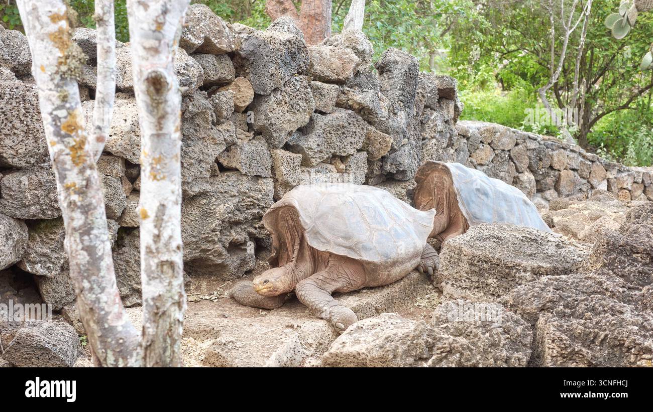 Galapagos giant tortoise, selective focus, Galapagos Islands, Ecuador. Stock Photo