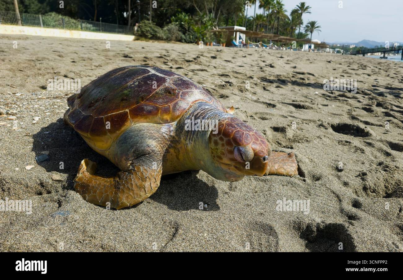 Dead sea turtle on the sand of a beach Stock Photo
