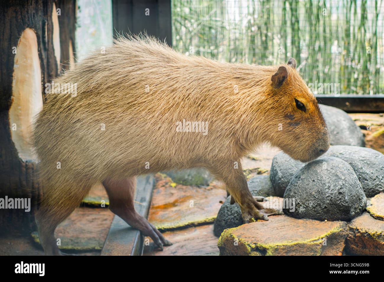 Capybara in a zoo enclosure standing on rocks, showcasing its brown fur ...