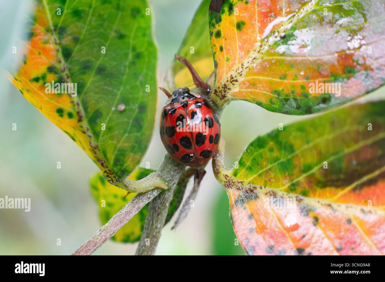 Asian ladybug or lady beetle (harmonia axyridis) with 19 spots on green plant Stock Photo
