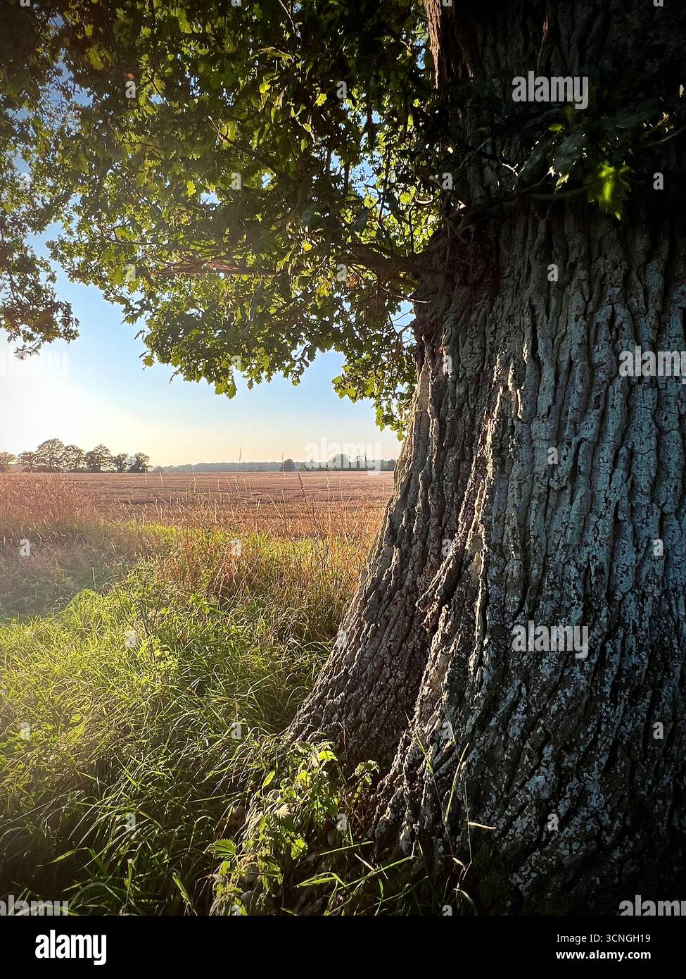A singular English Oak Tree on the edge of a field in rural Norfolk - Smartphone Captured Stock Image