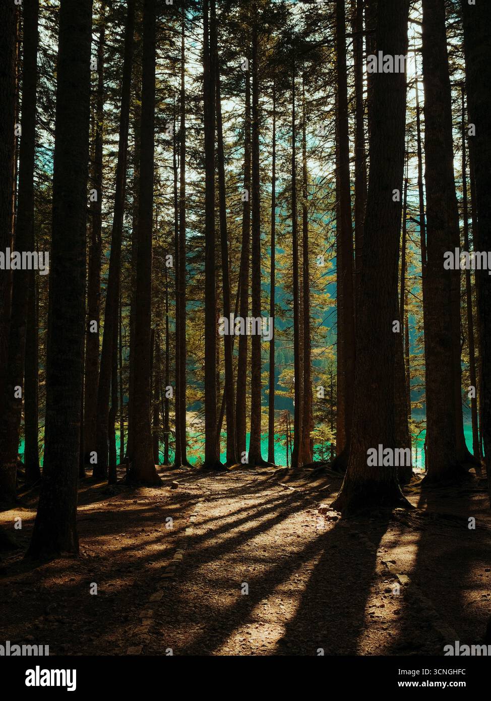 Forest path tall trees sunlight hi-res stock photography and images - Alamy