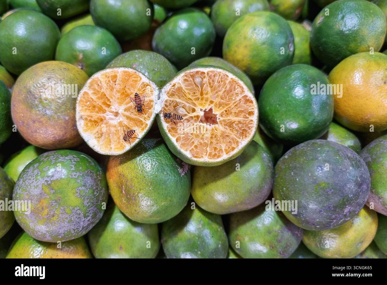 Sweet halved local Sarawak oranges in market stall attracted honey bees onto the pulp Stock Photo