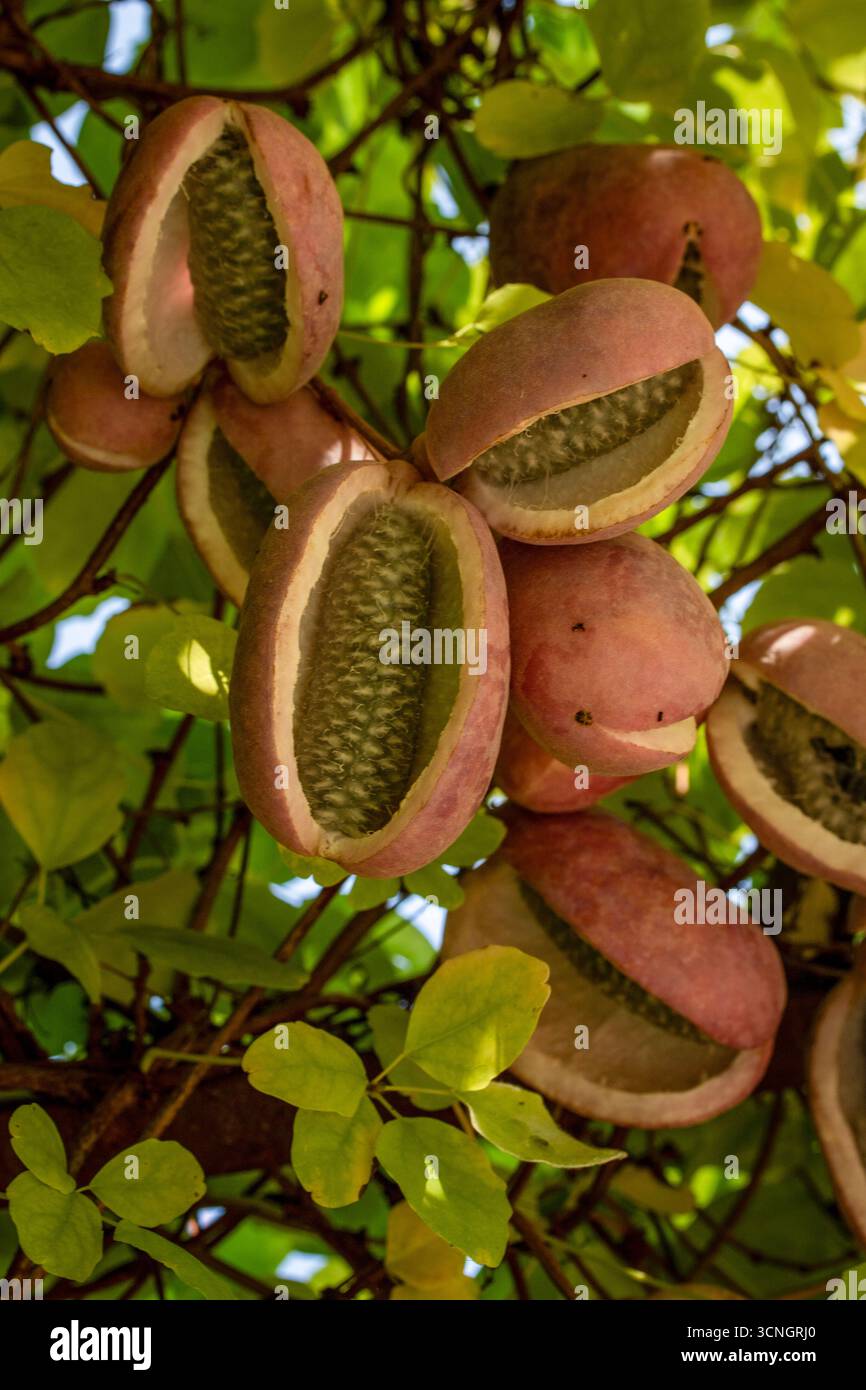 Akebia quinata wall hi-res stock photography and images - Alamy