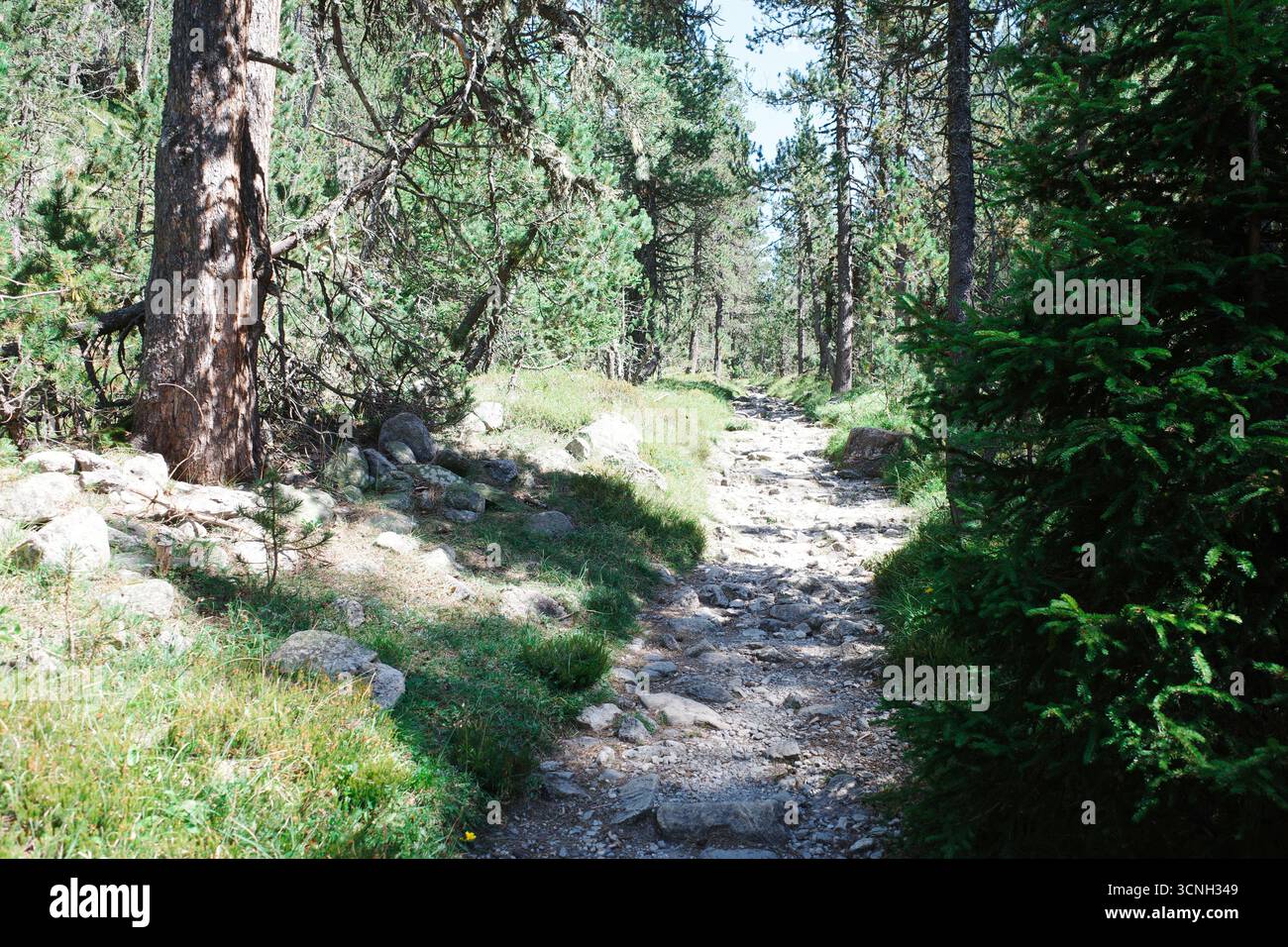 Narrow dirt path winds through dense pine trees in the Swiss National Park. Stock Photo