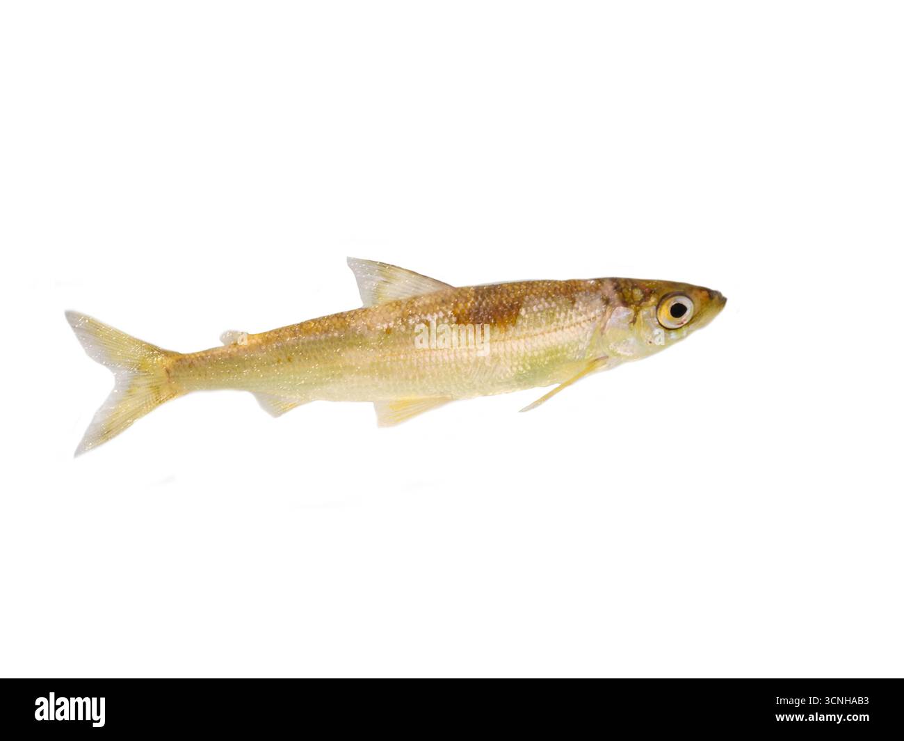 Vendache vendace photographed at loch skeen Stock Photo - Alamy