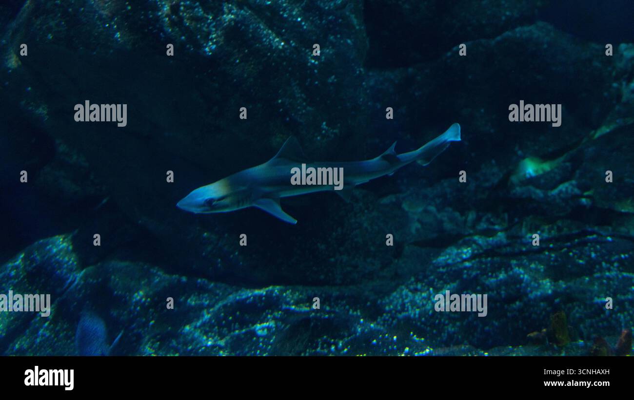 Smoothhound hi-res stock photography and images - Alamy