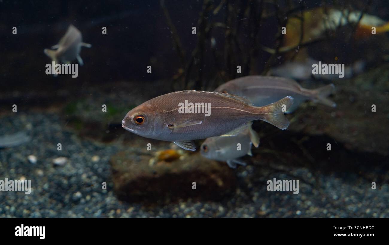 juvenile red bream close up images Stock Photo