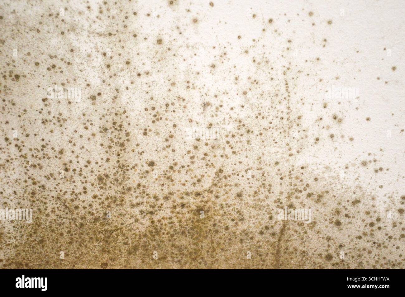 Mold on the wall background Stock Photo