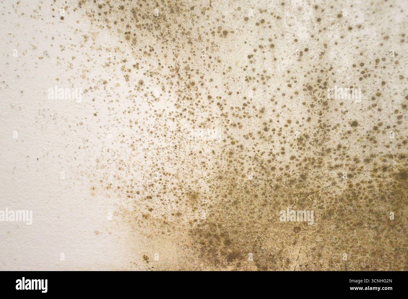 Mold on the wall background Stock Photo
