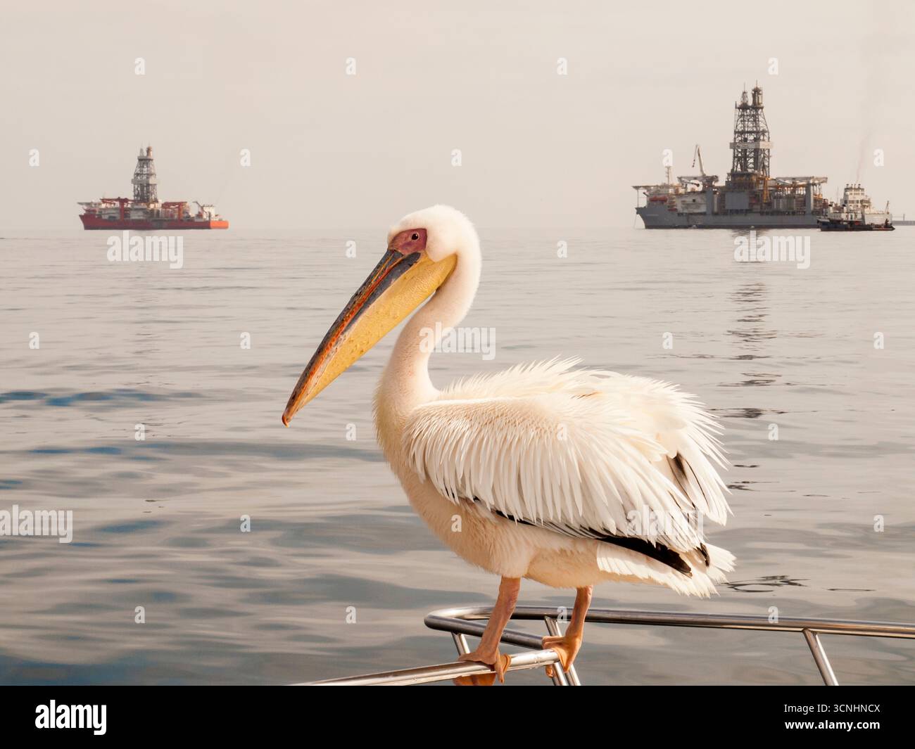 Oil exploration and Great White Pelican (Pelecanus onocrotalus ...
