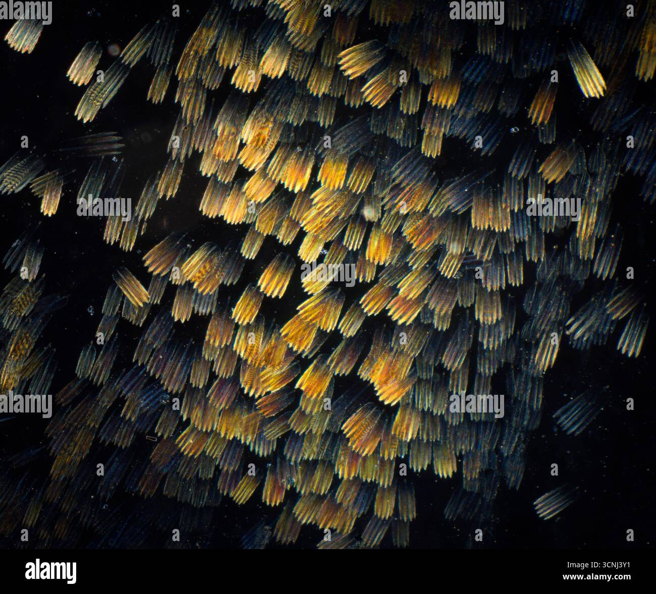 Photomicrograph, moth wing scales, Petrophora chlorosata, the brown ...
