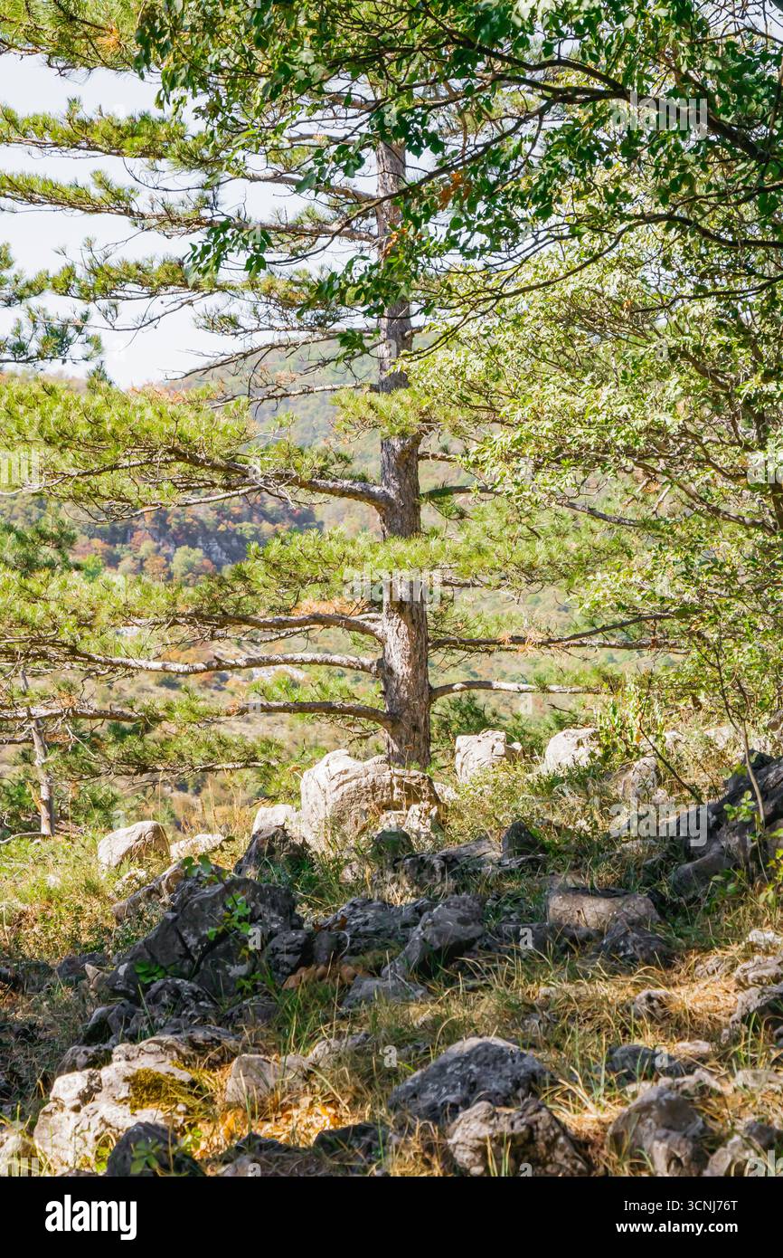 Serene landscape photo tree hi-res stock photography and images - Alamy