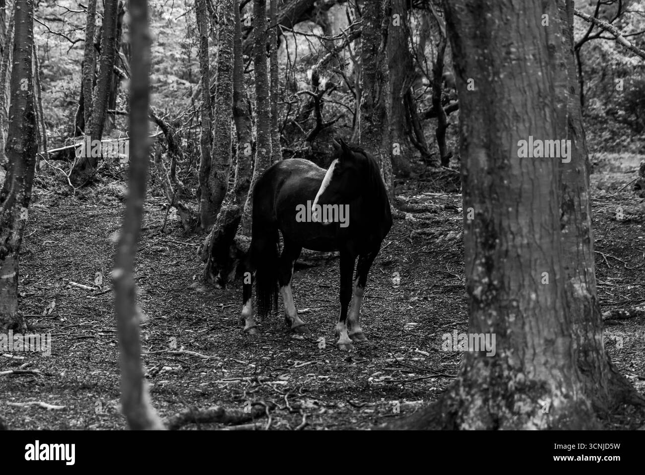 Horses stand quietly in a wooded area of the national park near the Beagle Channel. These horses roam freely in the Patagonian forest landscape. Stock Photo