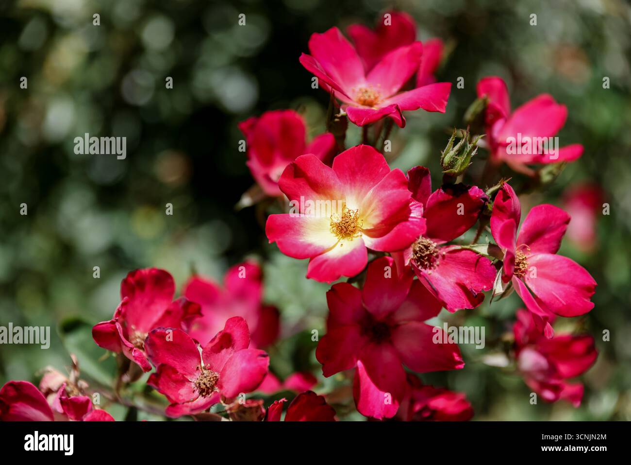 Deepest Red Roses A vibrant cluster of deep red roses in full bloom catches the summer ...