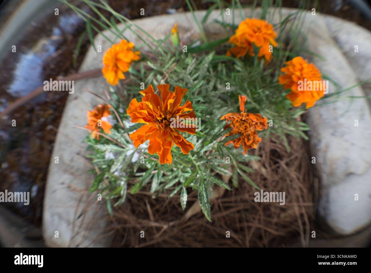 Planta de patio hi-res stock photography and images - Alamy, image size:1300x957