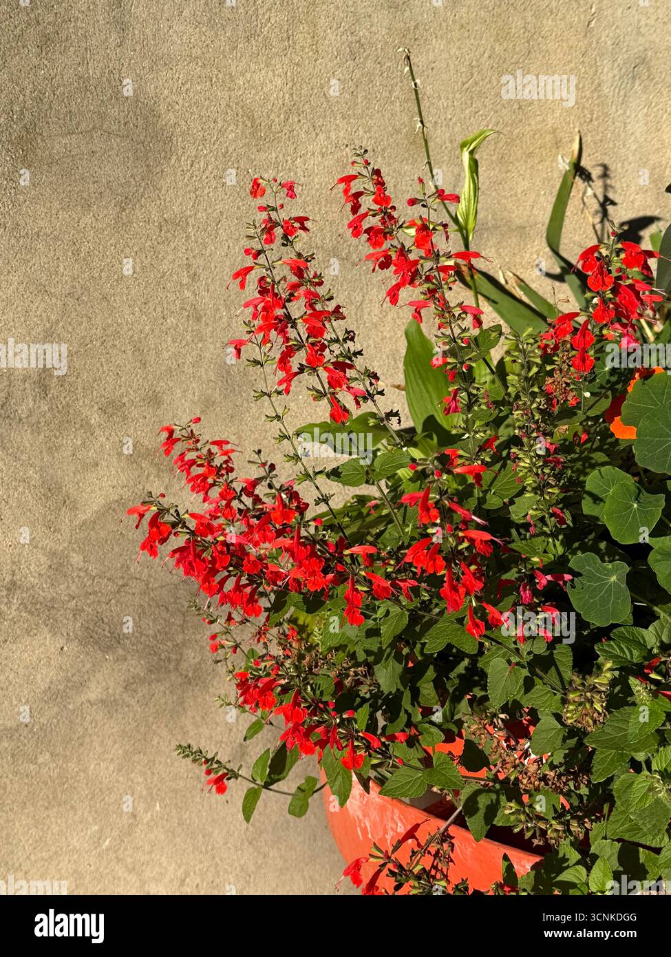Red flowers in a pot - Smartphone Captured Stock Image
