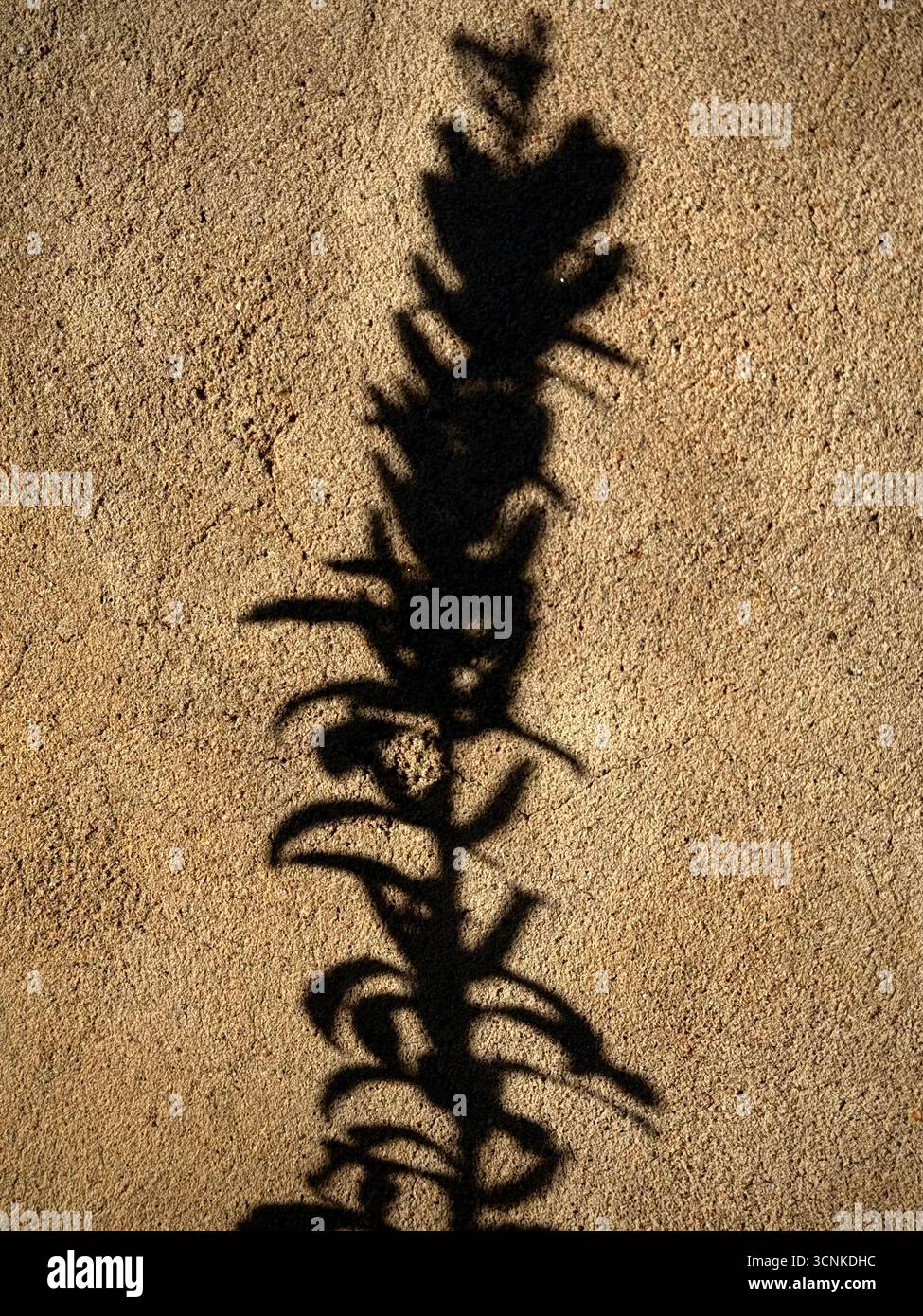 Shadow of a plant - Smartphone Captured Stock Image