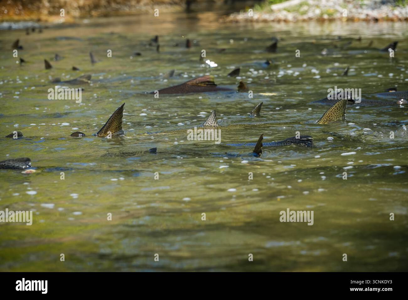 Salmon migrate upstream in shallow, murky river water. Many fish are ...