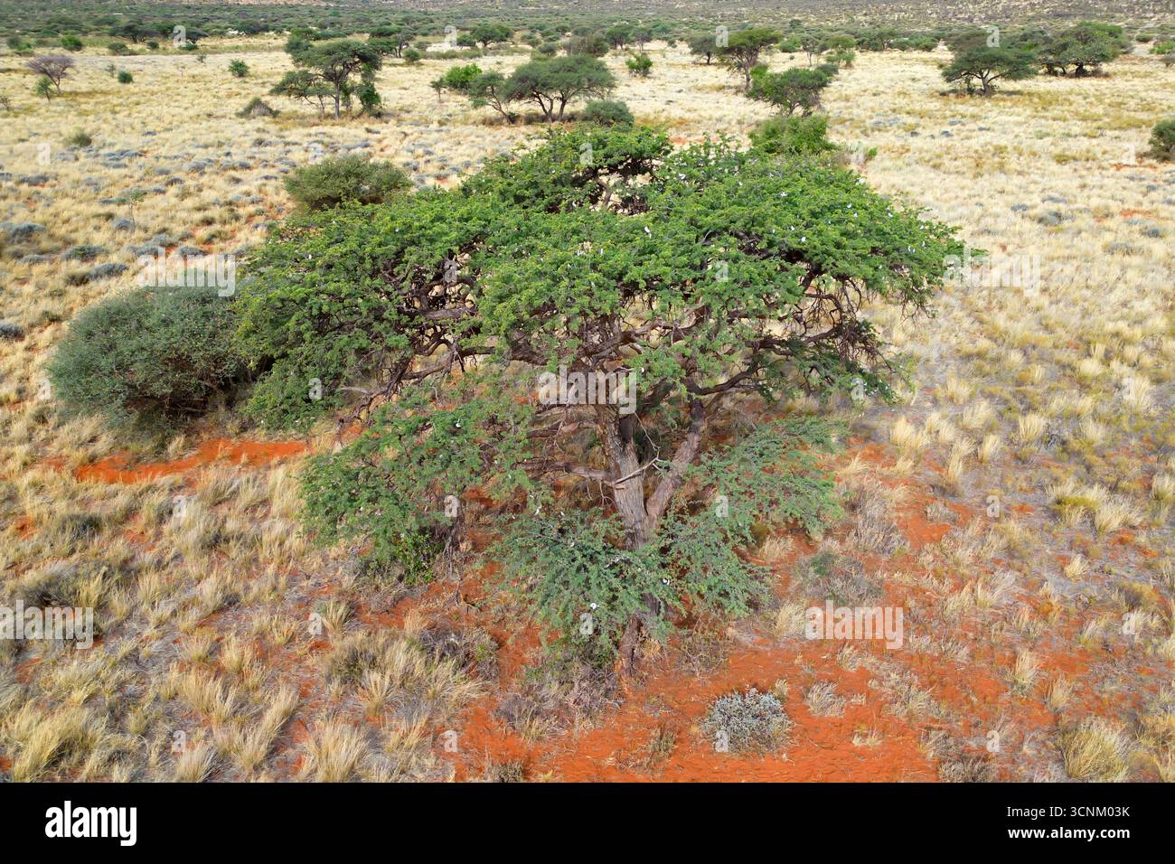 An African camel-thorn tree (Vachellia erioloba) in open savannah, South Africa Stock Photo