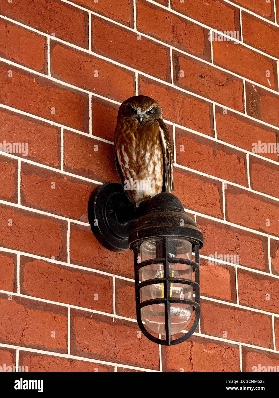 Australian southern boobook (Ninox boobook ocellata) owl perched on a light on a wall, Perth Western Australia - Smartphone Captured Stock Image