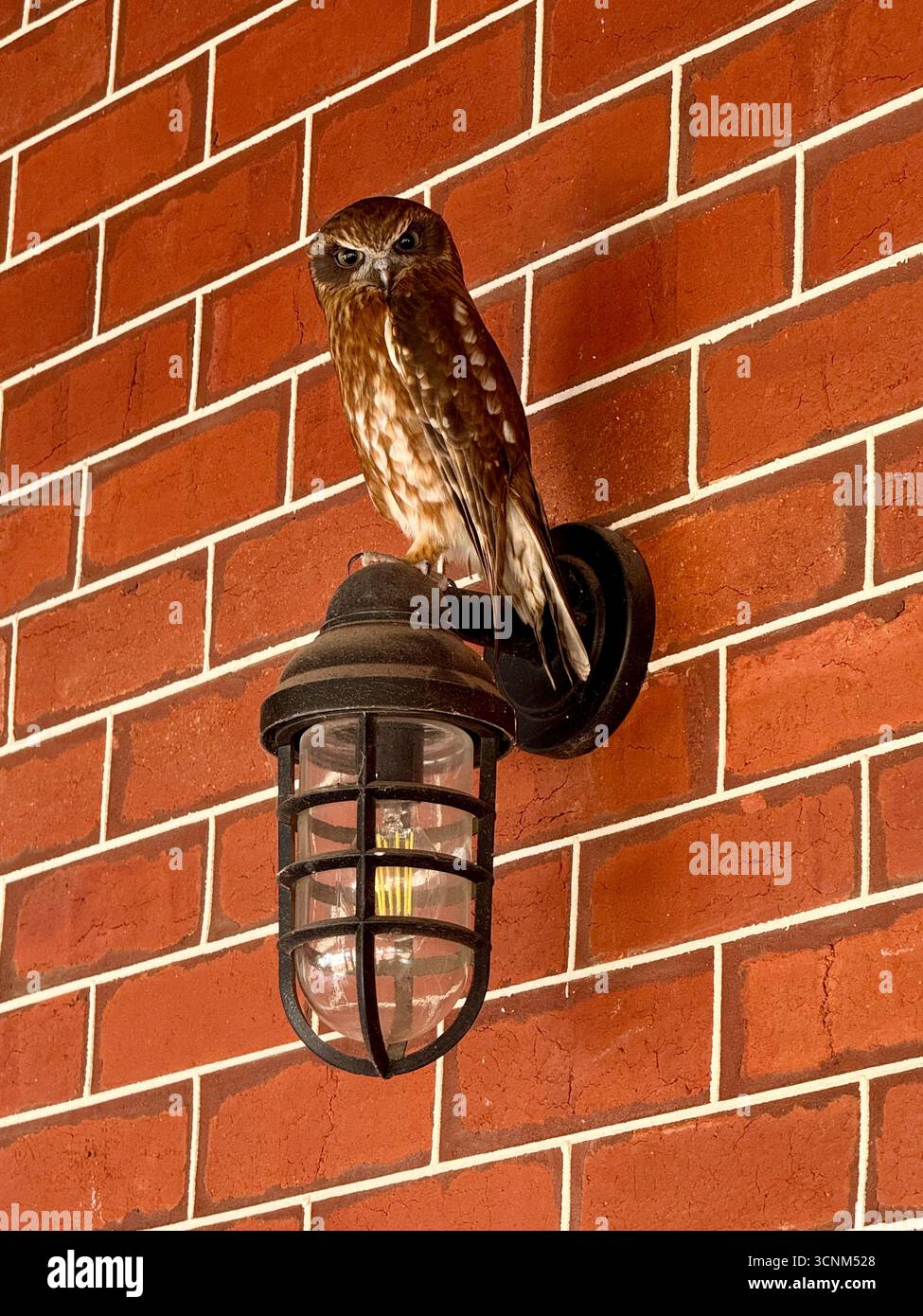 Australian southern boobook (Ninox boobook ocellata) owl perched on a light on a wall, Perth Western Australia - Smartphone Captured Stock Image