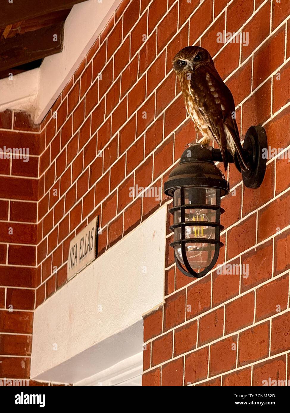 Australian southern boobook (Ninox boobook ocellata) owl perched on a light on a wall, Perth Western Australia - Smartphone Captured Stock Image
