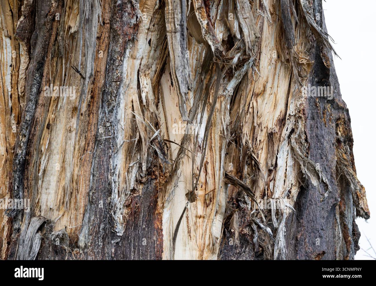 Fibrous root structure hi-res stock photography and images - Alamy