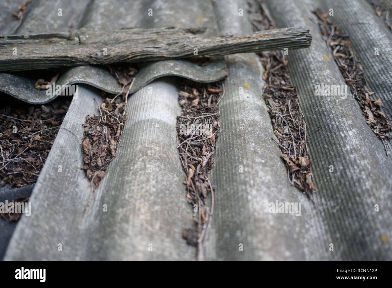Weathered old roof with leaves and debris Stock Photo - Alamy