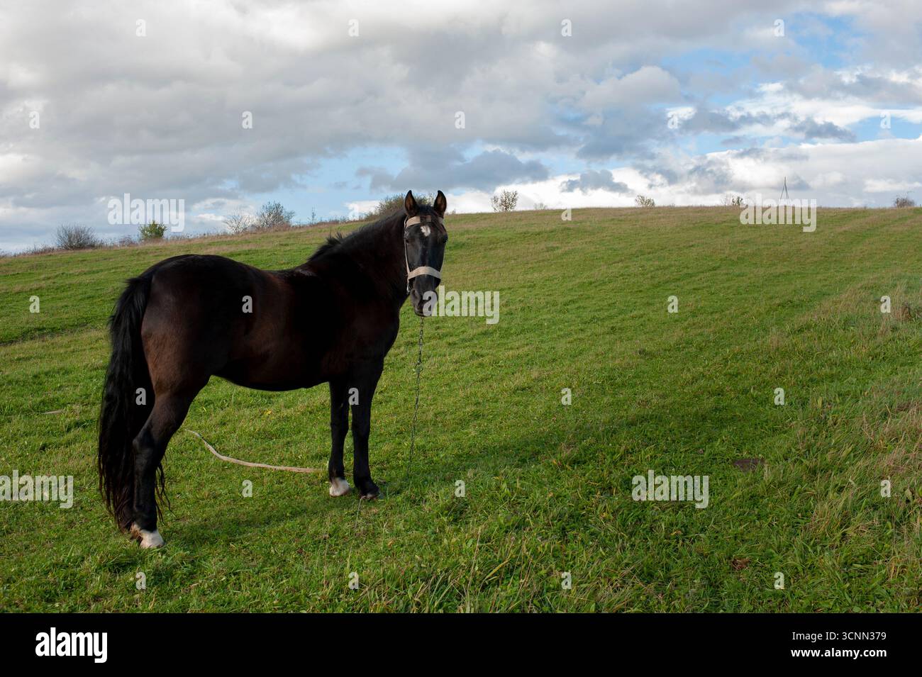 A dark brown horse on a foggy field looks to the side Stock Photo
