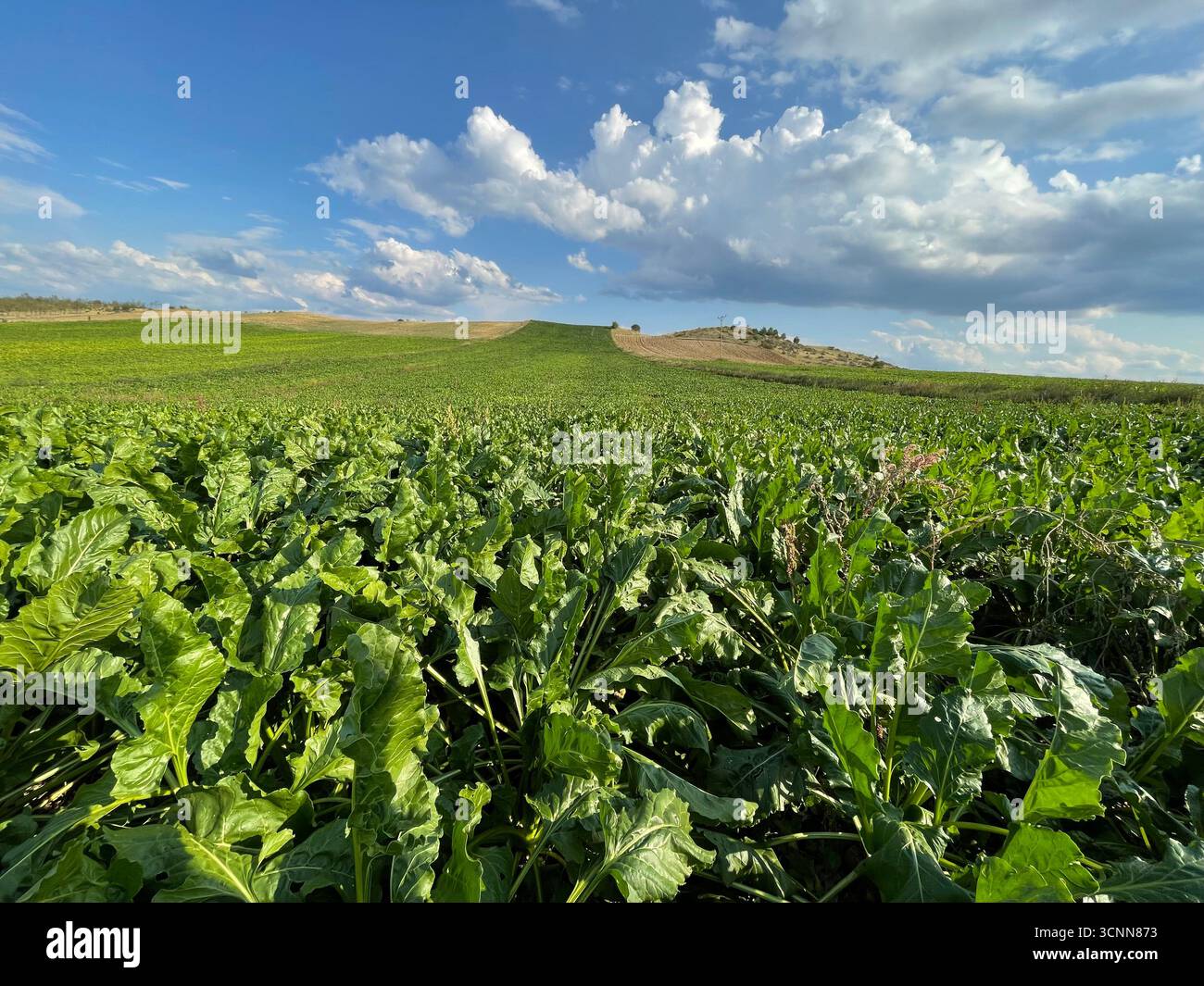 Farming in boundlessly fertile fields, beet fields, and more. A landscape where green and blue accompany white clouds. - Smartphone Captured Stock Image