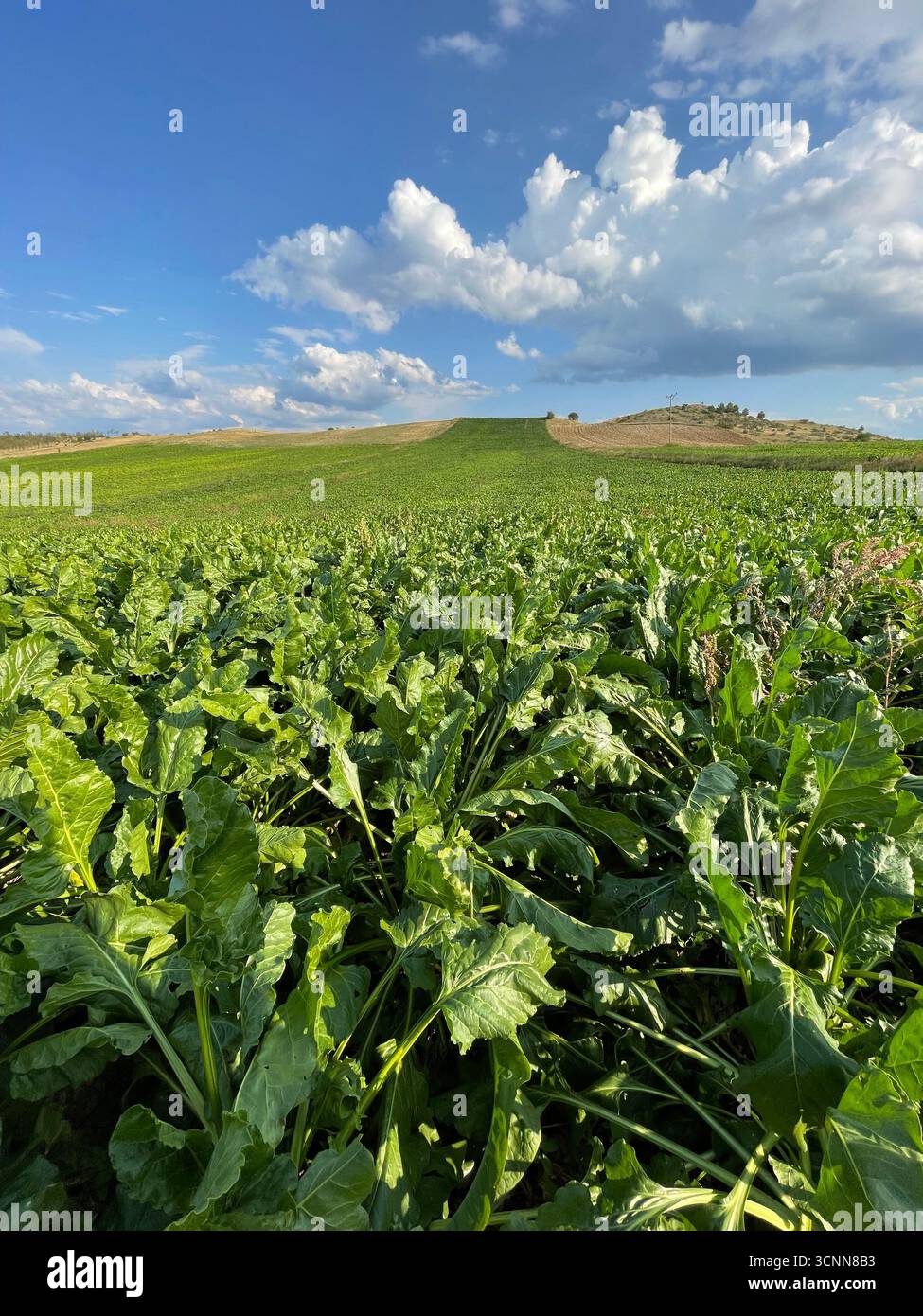 Farming in boundlessly fertile fields, beet fields, and more. A landscape where green and blue accompany white clouds. - Smartphone Captured Stock Image