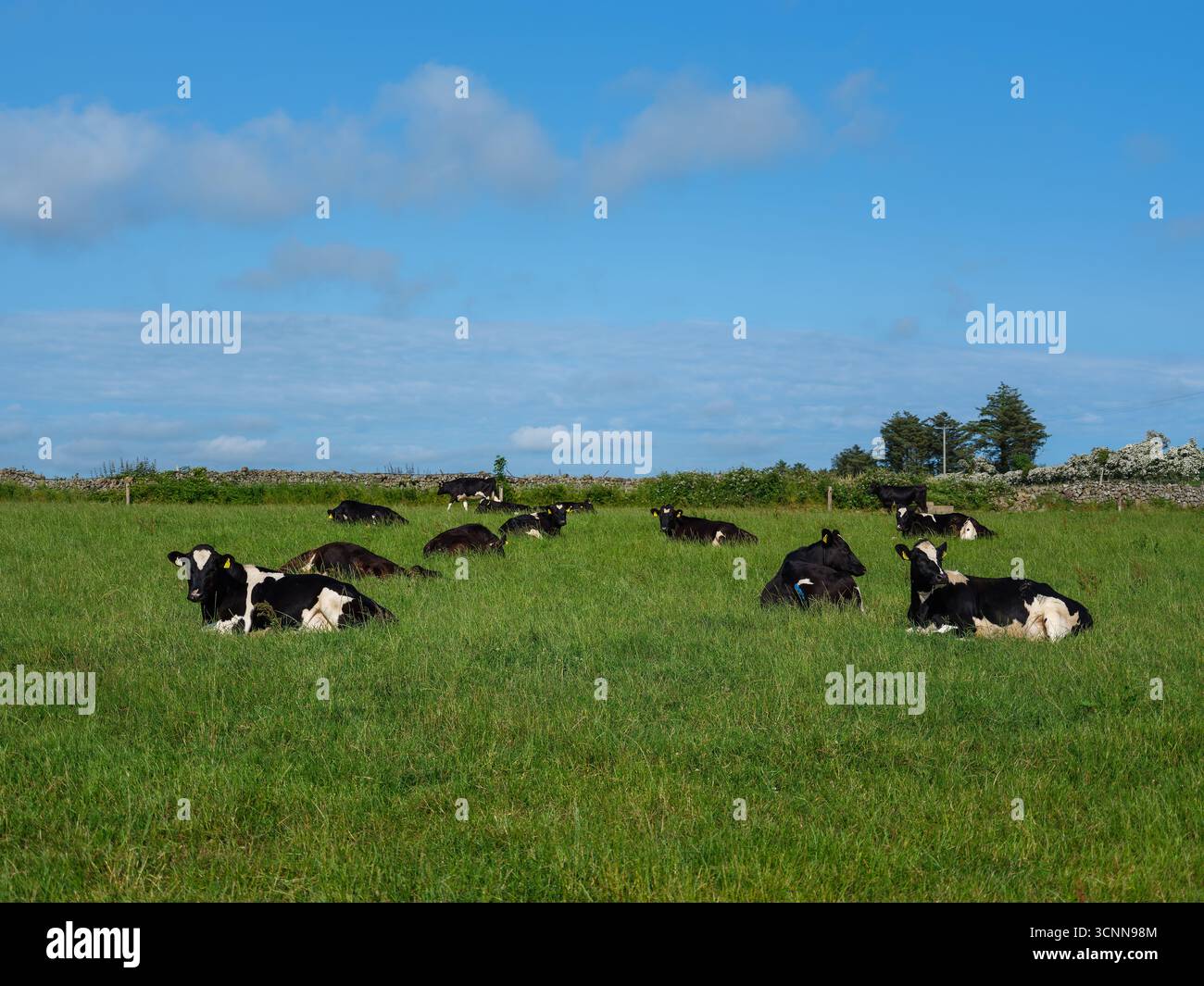 There are several black and white cows lying down in a green grassy ...