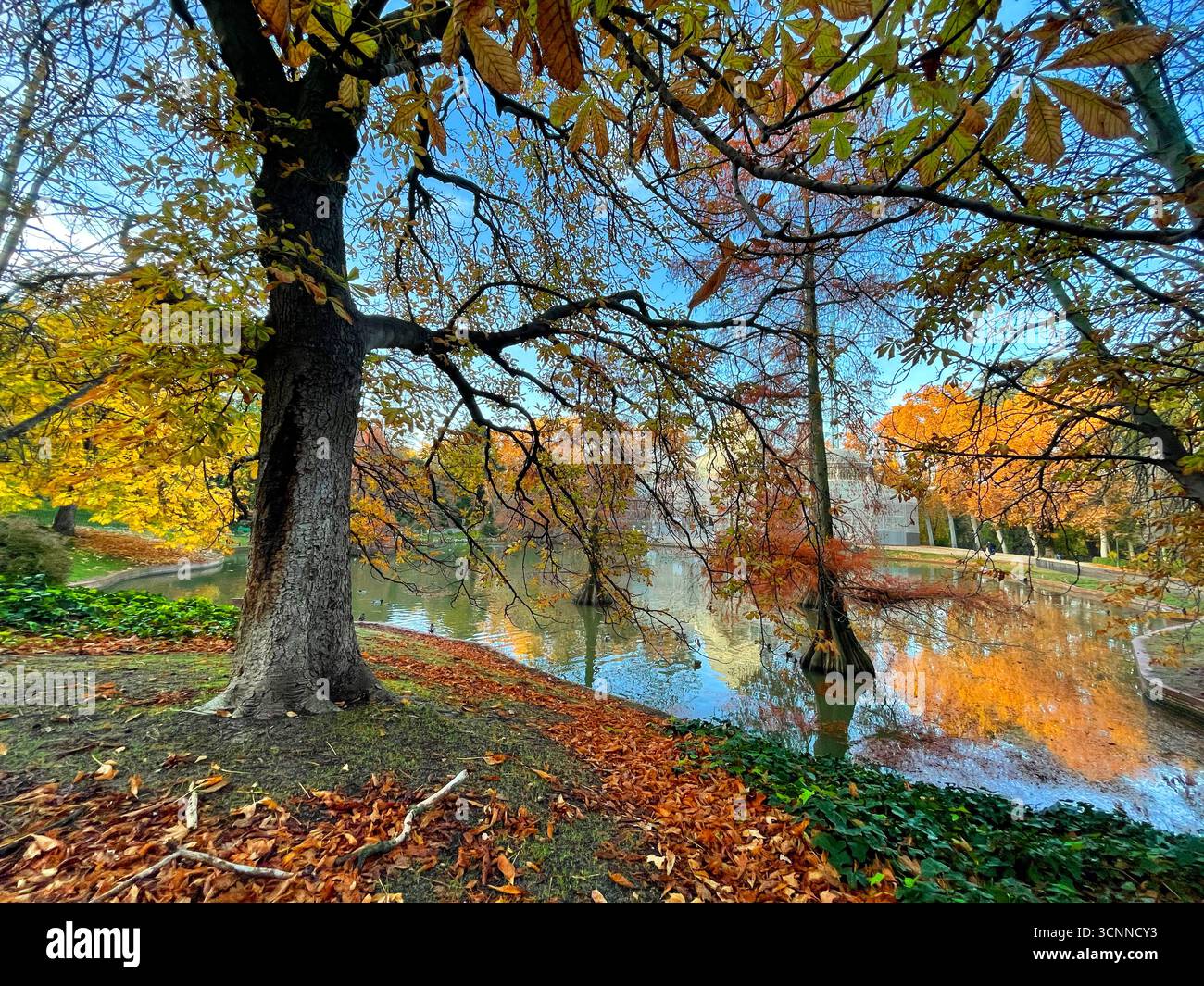 Autumn at El Retiro park. Madrid, Spain. - Smartphone Captured Stock Image