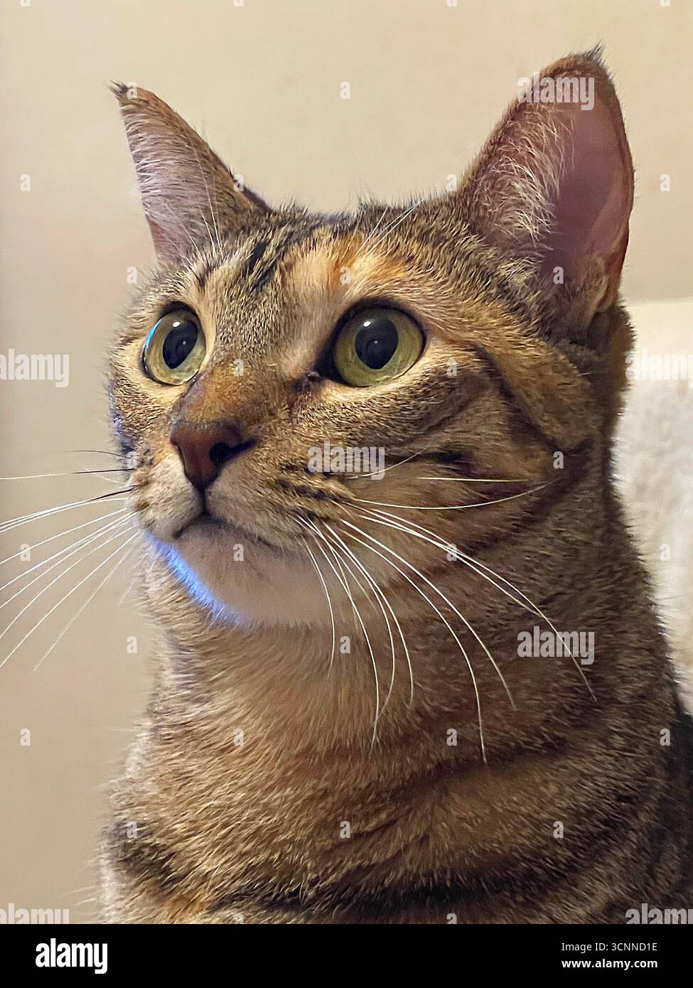 Tabby cat. Close view. - Smartphone Captured Stock Image