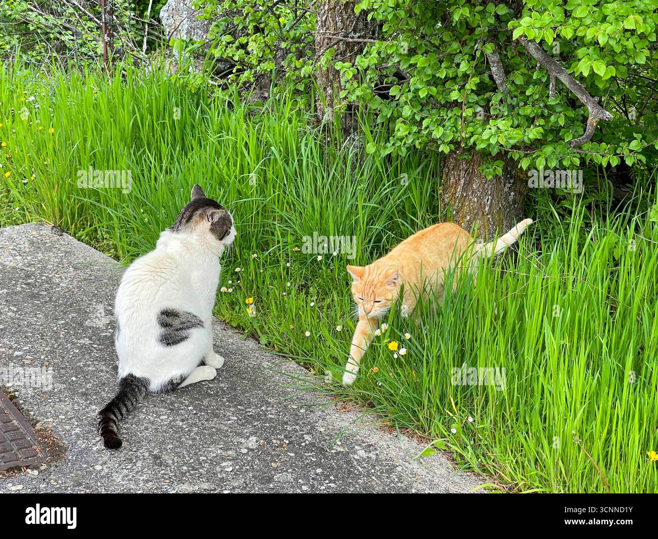 Stray cats. - Smartphone Captured Stock Image