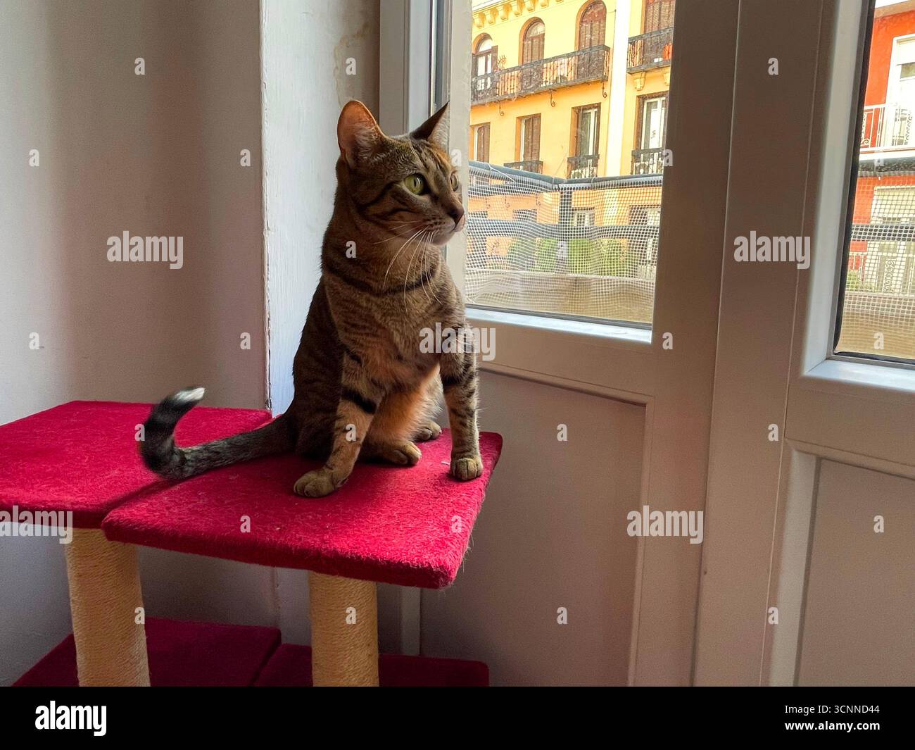 Tabby cat sitting by the window. - Smartphone Captured Stock Image