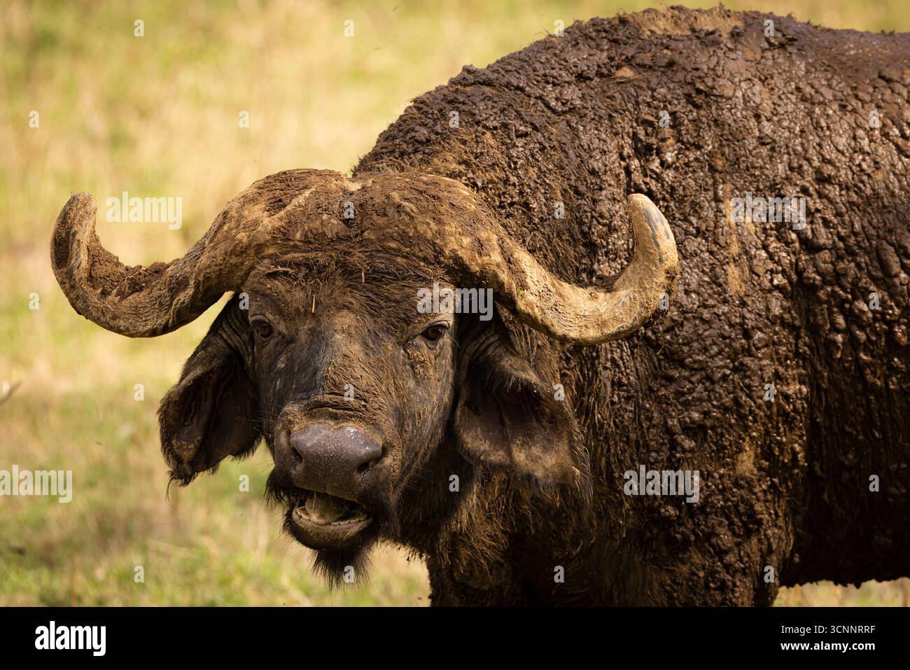 A herd of cape buffalo aka African buffalo (Syncerus caffer), at Lake ...