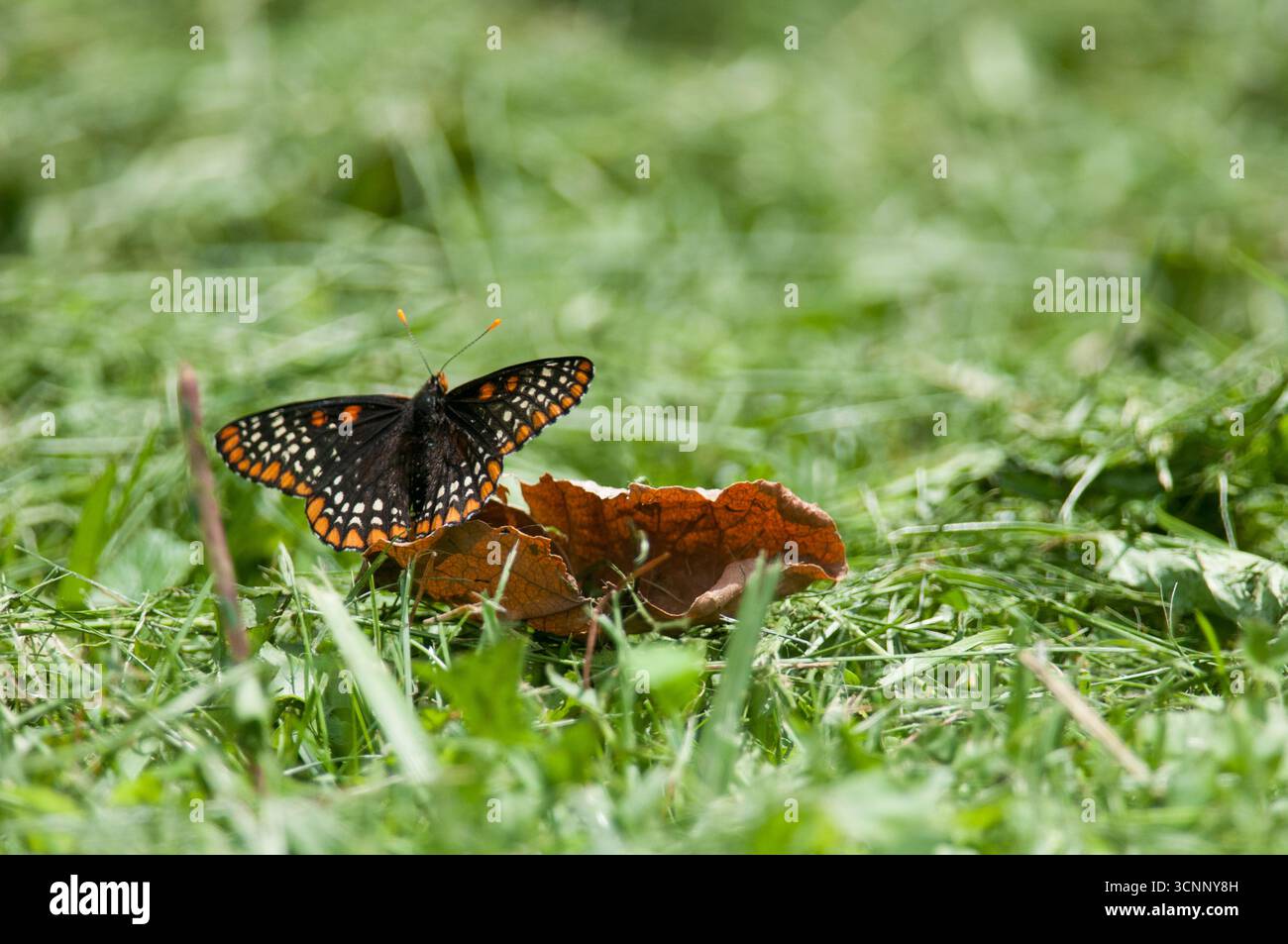 Insects among green grass hi-res stock photography and images - Alamy