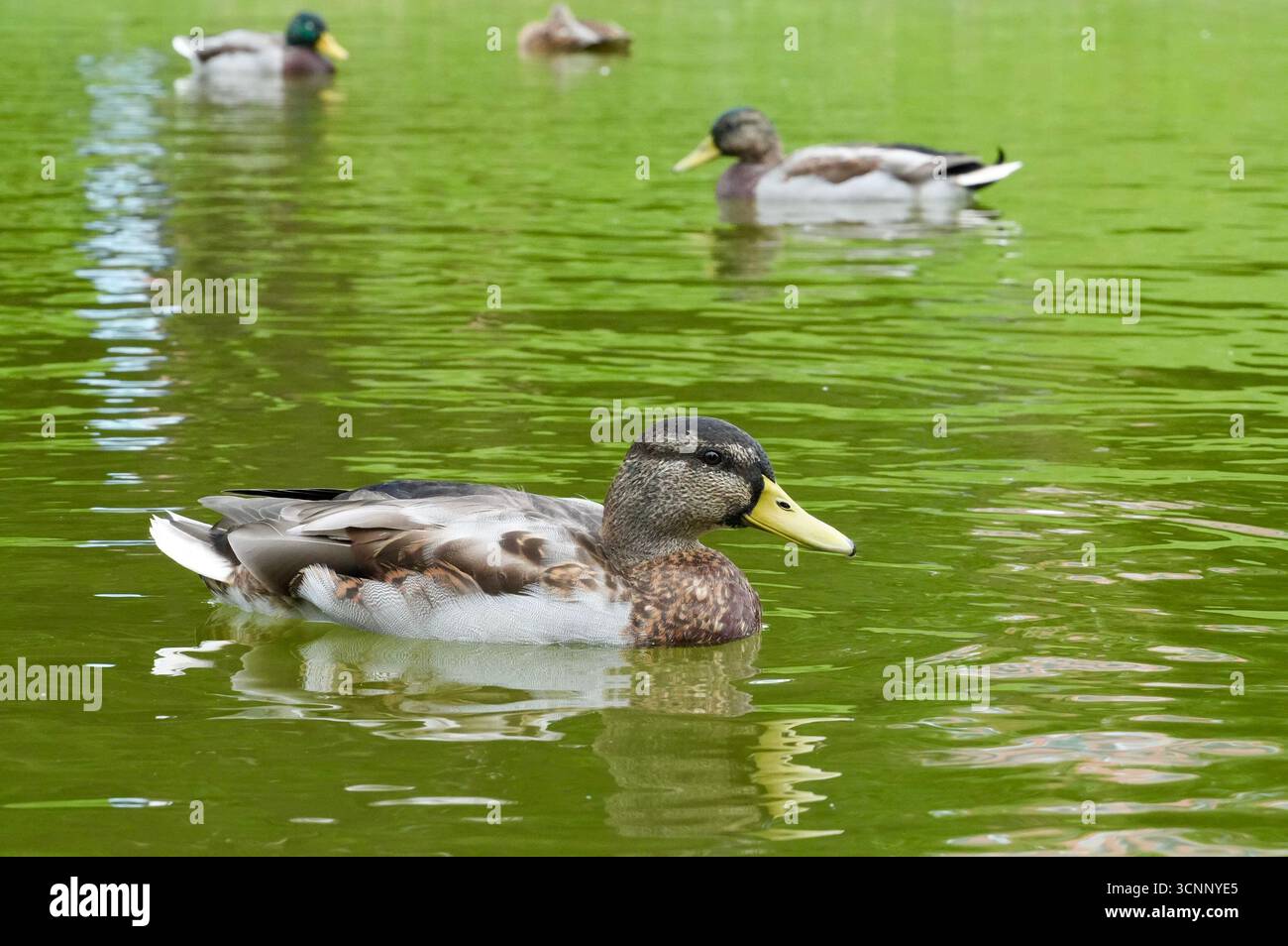 Duck swimming in a lake with other ducks in the background. Stock Photo
