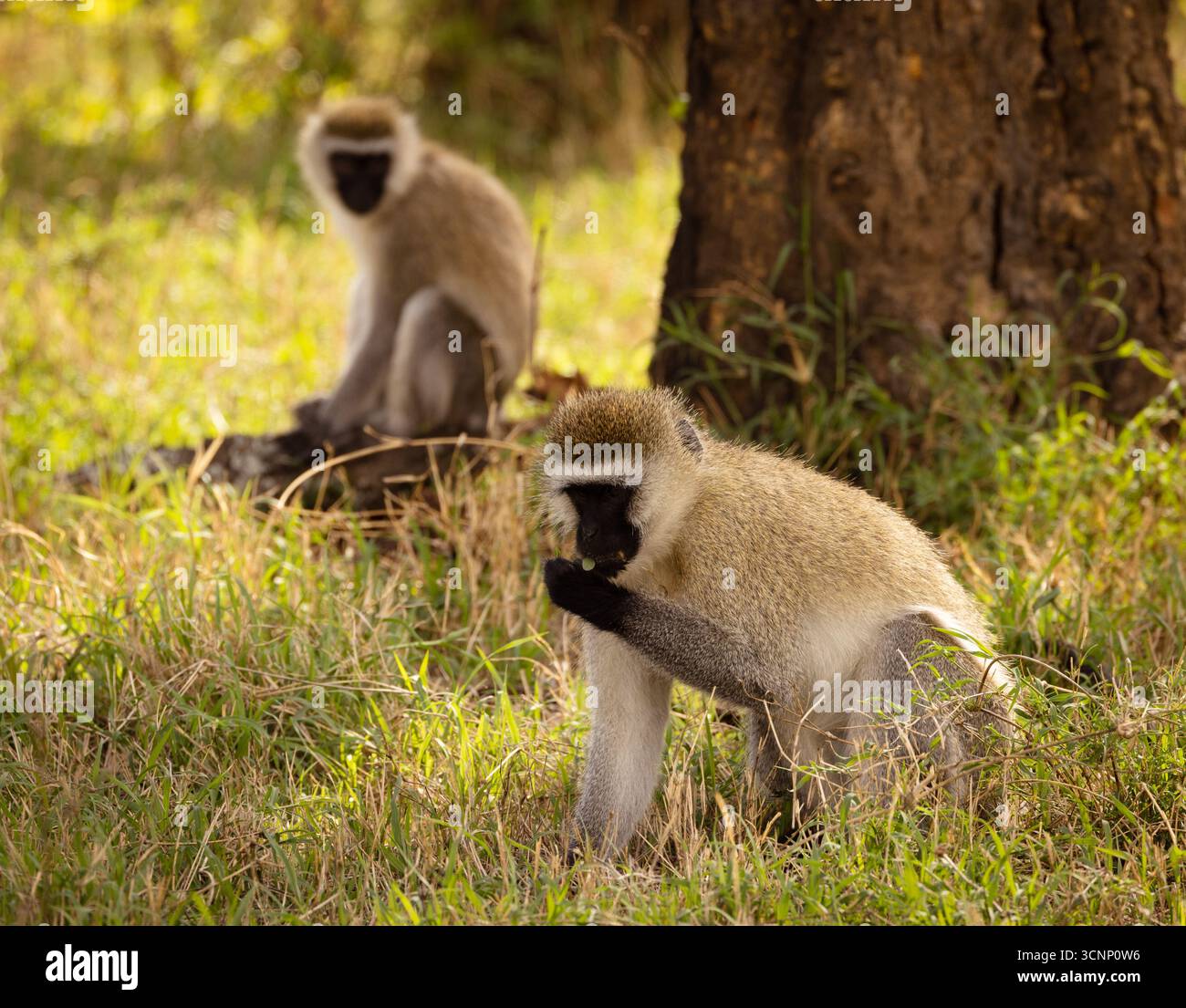 a troop of vervet monkeys (Chlorocebus pygerythrus), or simply vervet ...