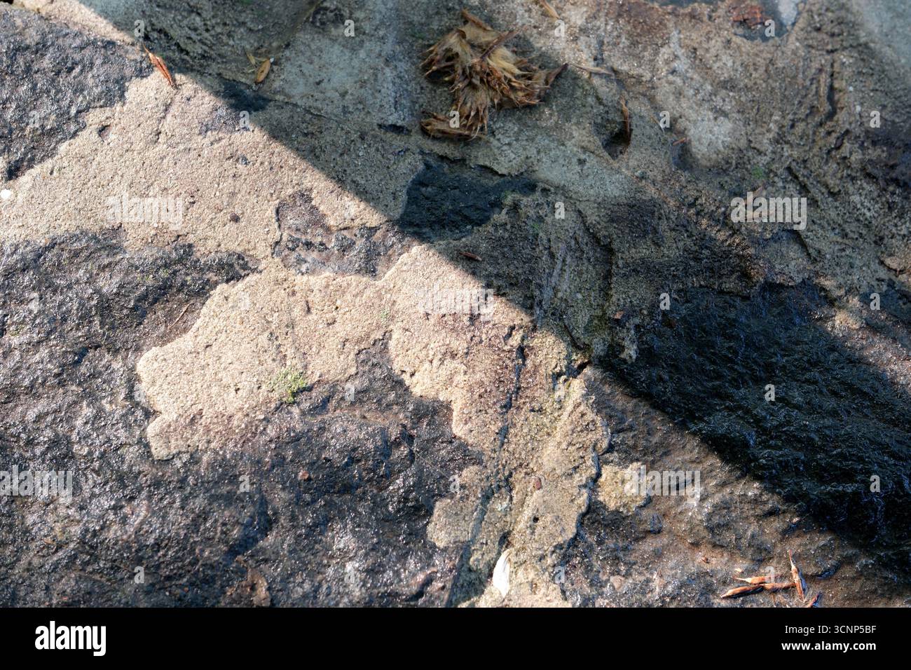 Sunlight casts shadows revealing the intricate textures on a rugged stone surface. Stock Photo