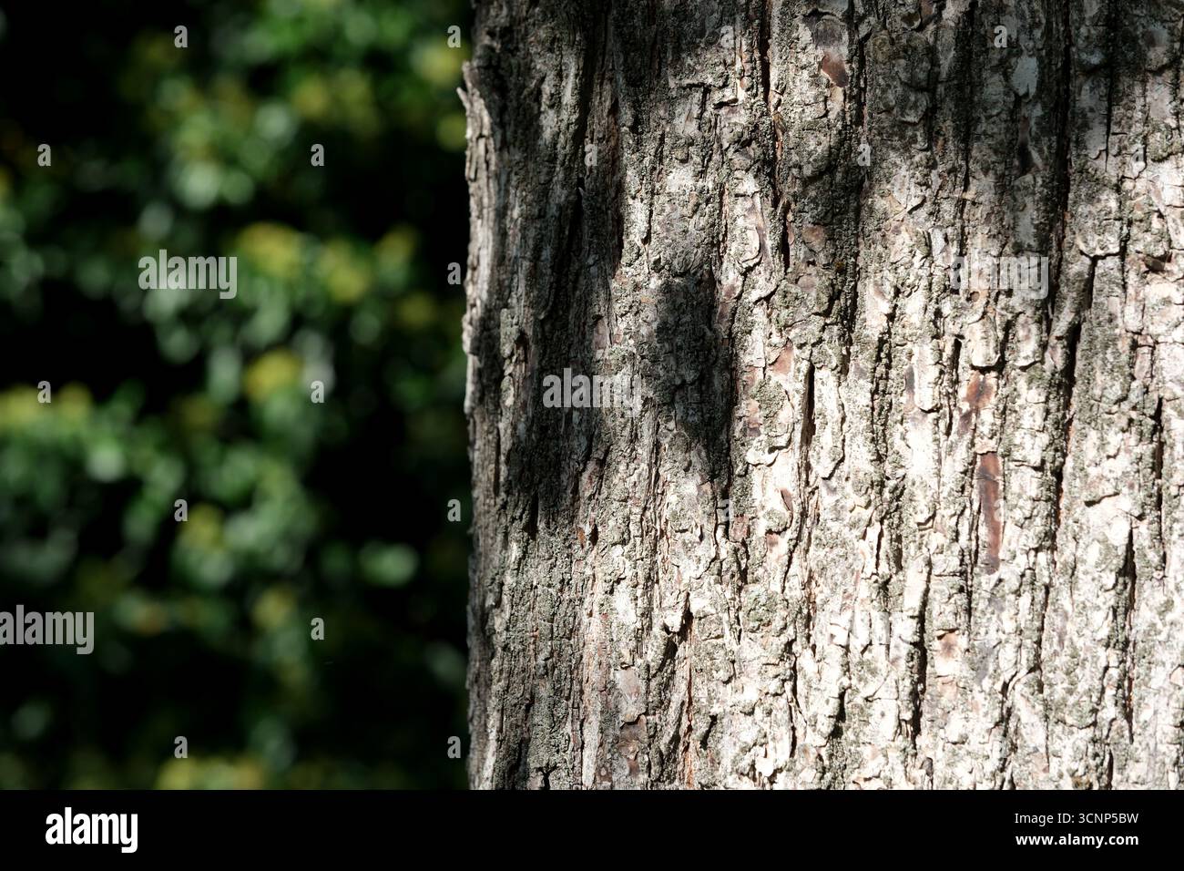 Sunlight filters through leaves, casting shadows on tree bark in a serene setting. Stock Photo