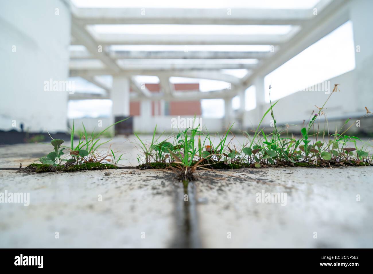Weeds in concrete hi-res stock photography and images - Alamy