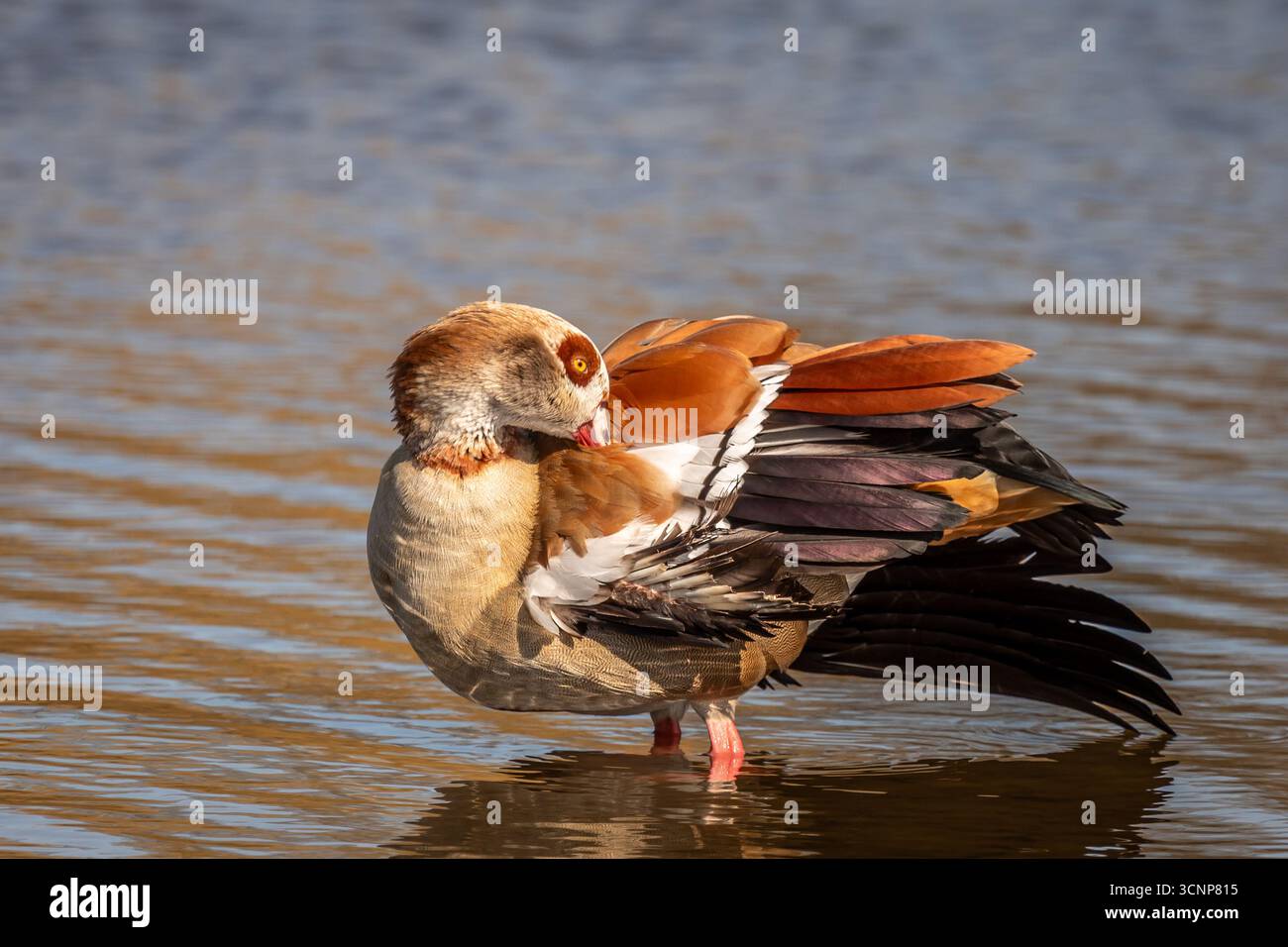 Egyptian Goose Bushy Park London England UK Stock Photo Alamy