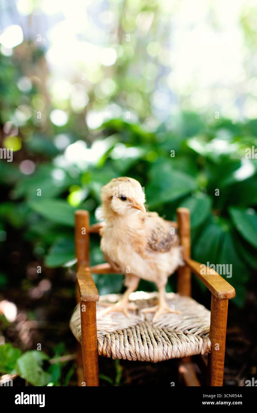 Baby chicken in rocking hi-res stock photography and images - Alamy